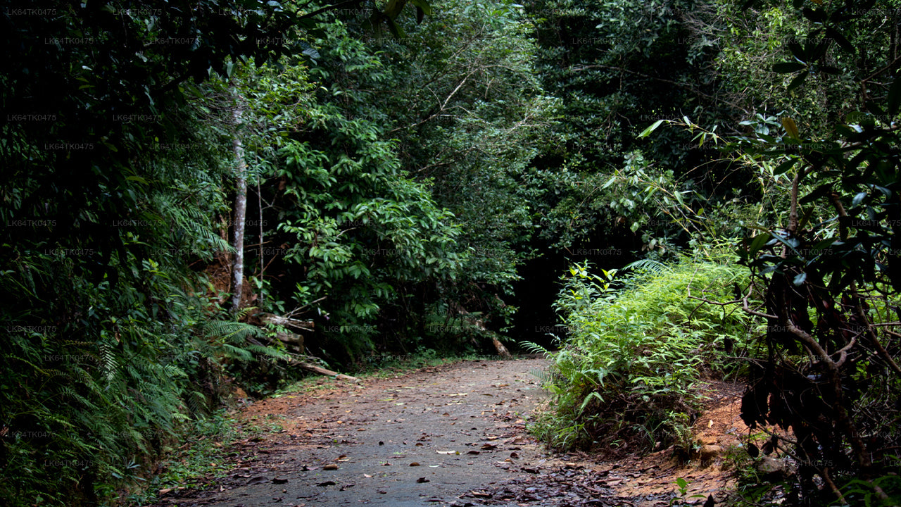 Linnuvaatlus Sinharaja vihmametsast