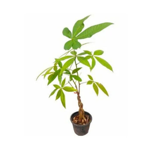 Lakpura® Pachira Plant