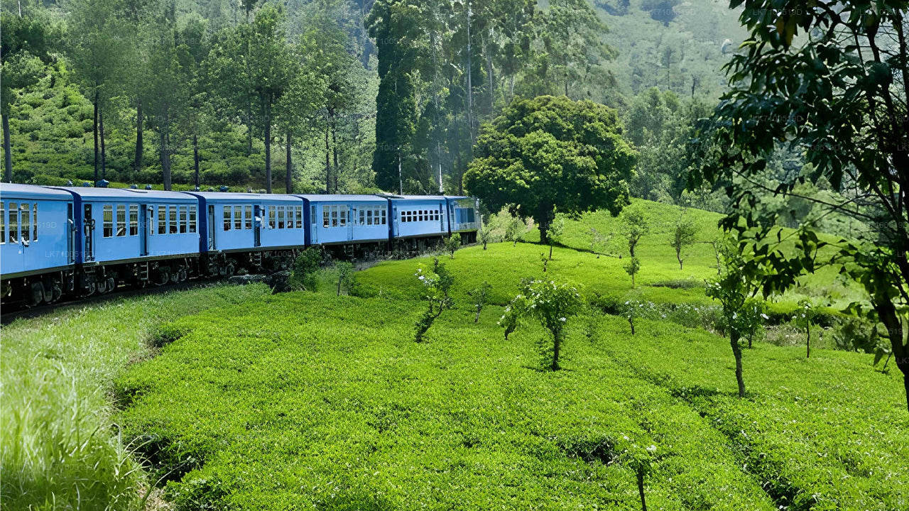 Rongiga Ambewelast Ellasse (rong nr 1005/1015)