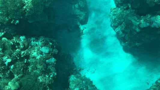 Klaaspõhjaga paadisõit Hikkaduwast