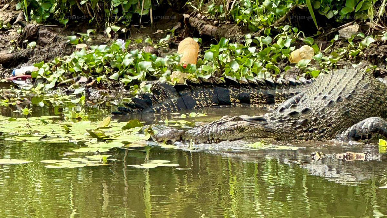 Alligator partially submerged in water with greenery in the background