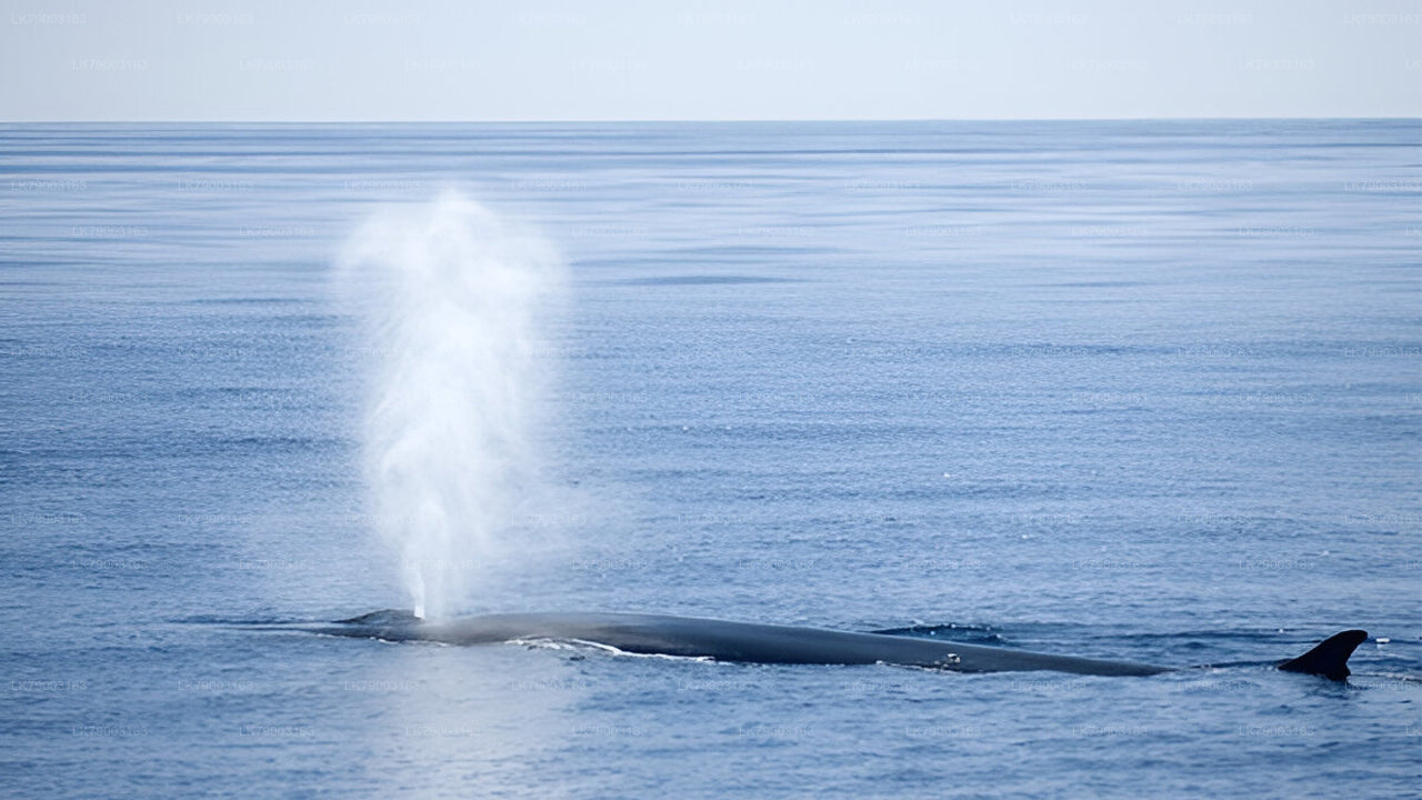 7-tunnine privaatne vaalavaatluskruiis Mirissast