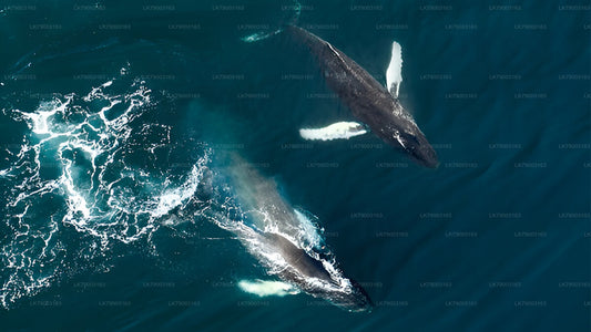 7-tunnine privaatne vaalavaatluskruiis Mirissast