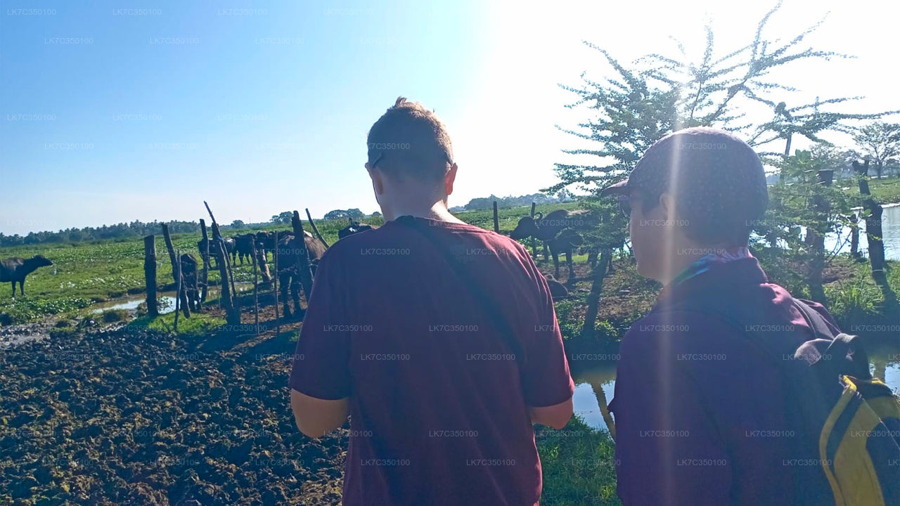 Kohupiima töötlemise kogemus Tissamaharamast