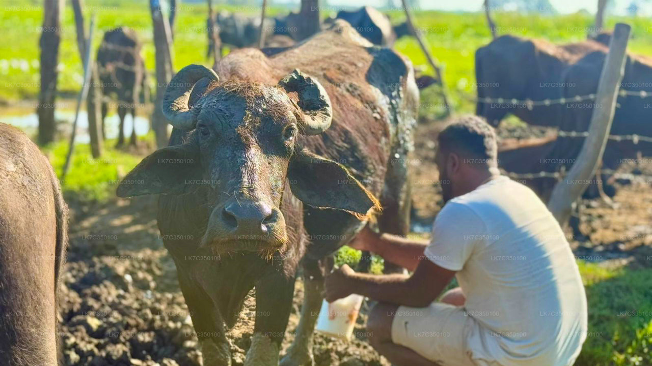 Kohupiima töötlemise kogemus Tissamaharamast