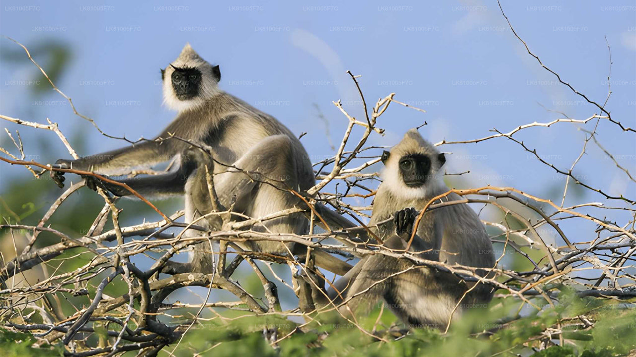 Bundala rahvuspargi safari Hambantota sadamast