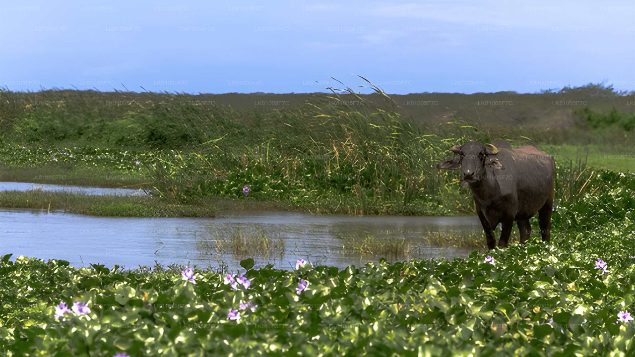 Bundala rahvuspargi safari Hambantota sadamast