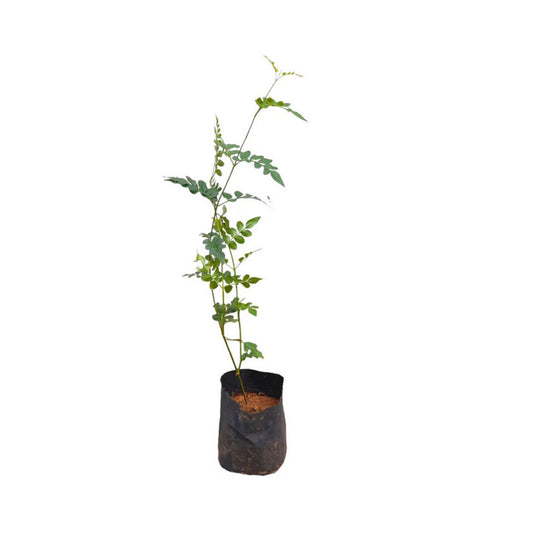 Lakpura® Jasmine Plant