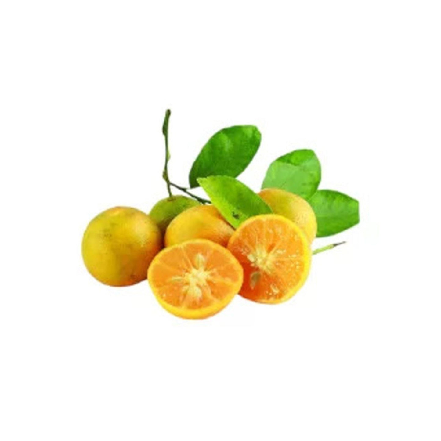Lakpura® Ceylon Jamanarang Plant