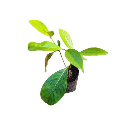 Lakpura® Vihara Pichcha Plant