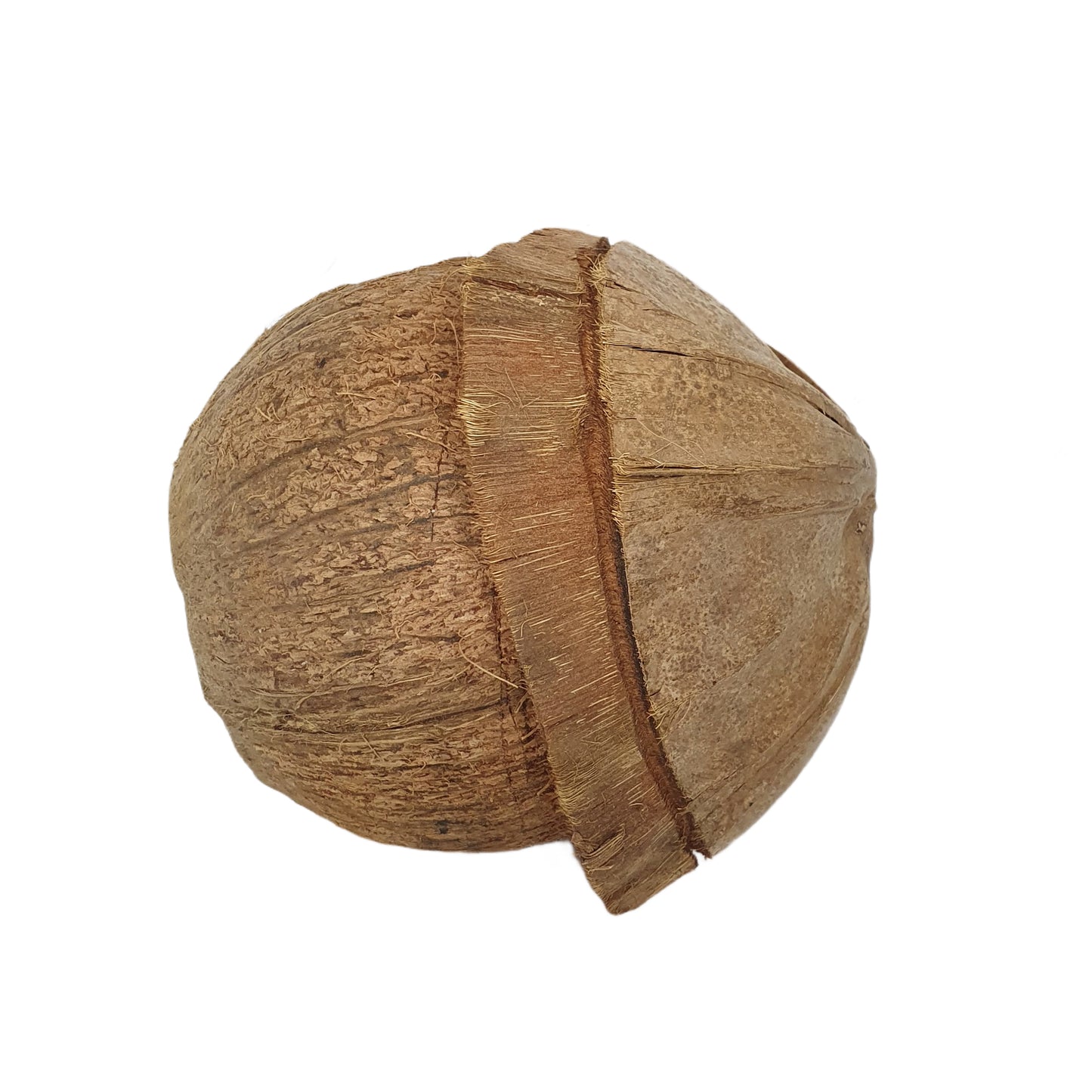 Bivenro Natural Coconut Bird Nest With Husk Cap Design (Free Size)