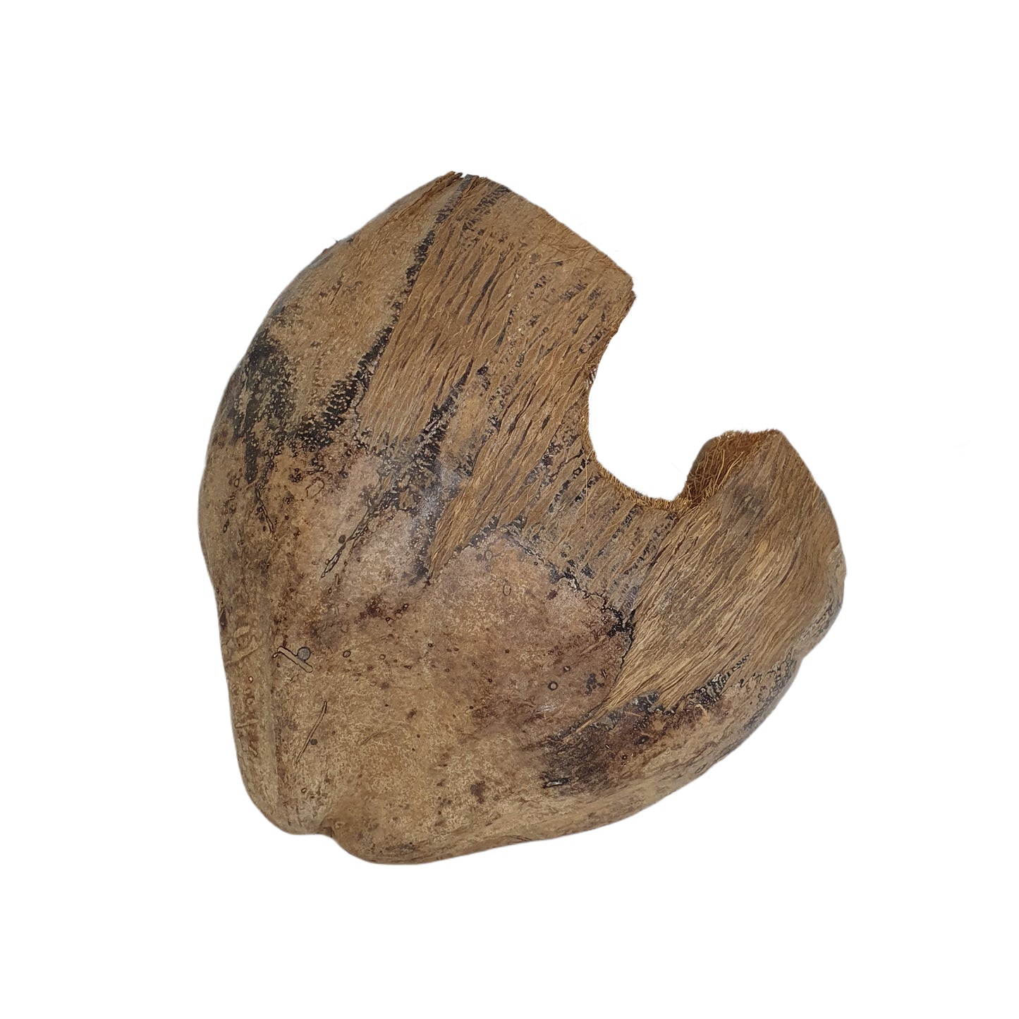 Bivenro Natural 3/4 Cocoa Hideout With Husk design (Free Size)