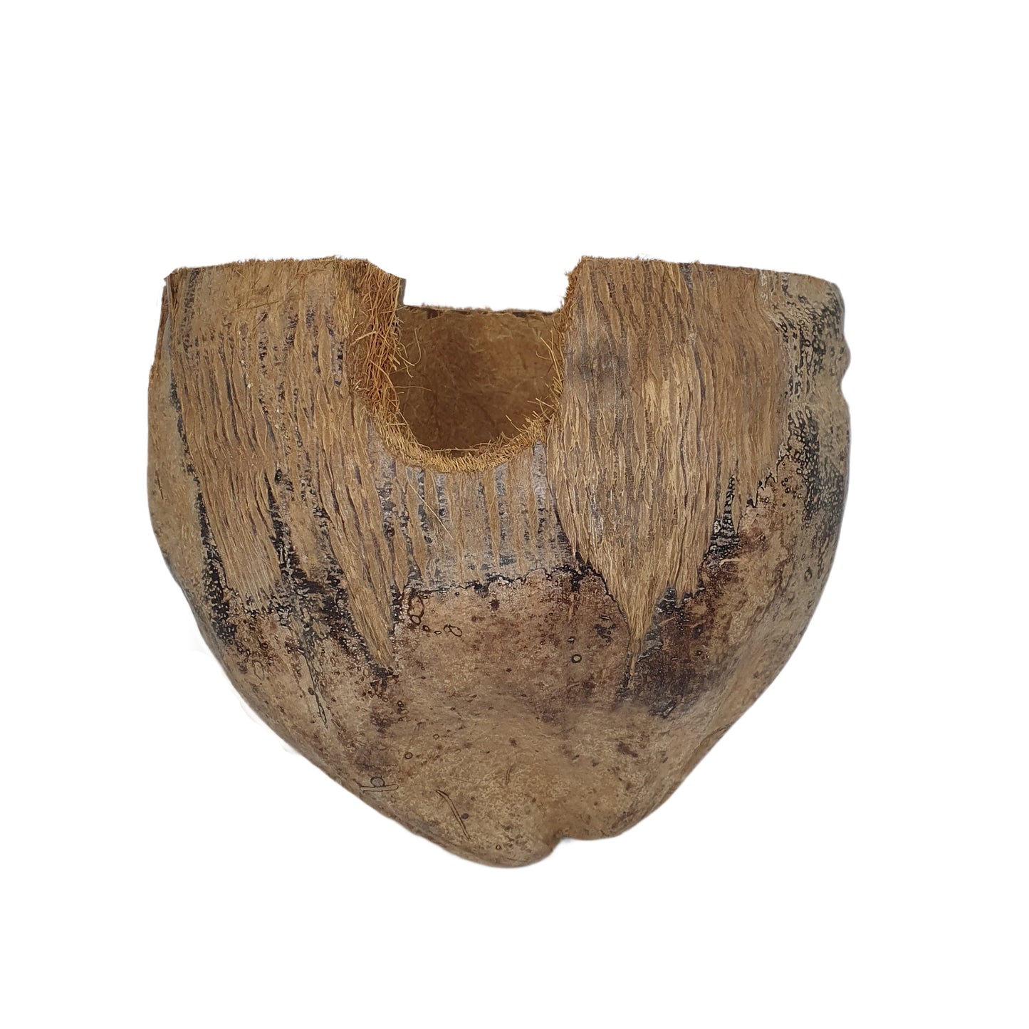 Bivenro Natural 3/4 Cocoa Hideout With Husk design (Free Size)