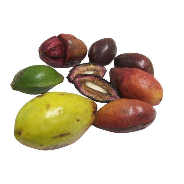 Lakpura® Terminalia Catappa elujõulised (Kottamba) seemned