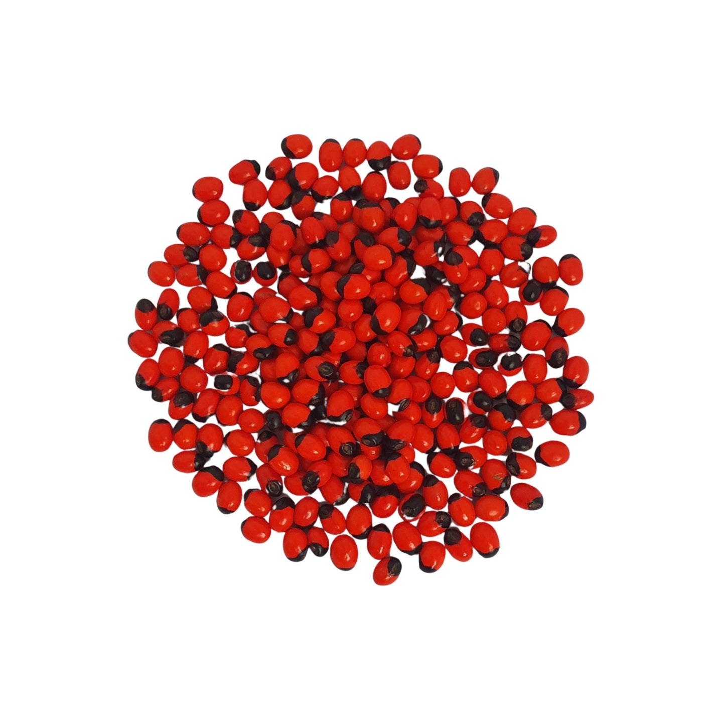 Lakpura® Olinda (Moroccan Abrus) Seeds