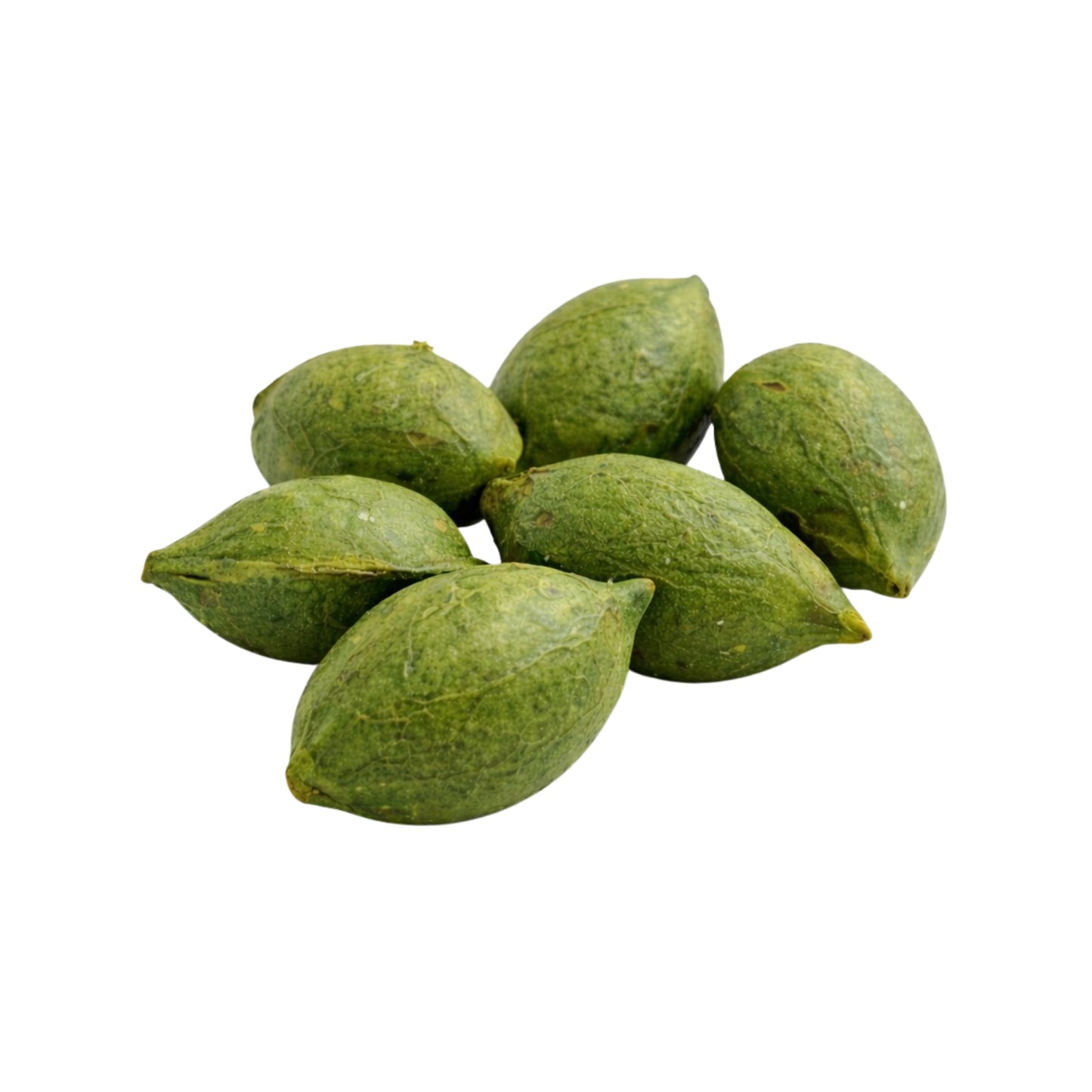 Lakpura® Terminalia Catappa (Kottamba) Terved Semned