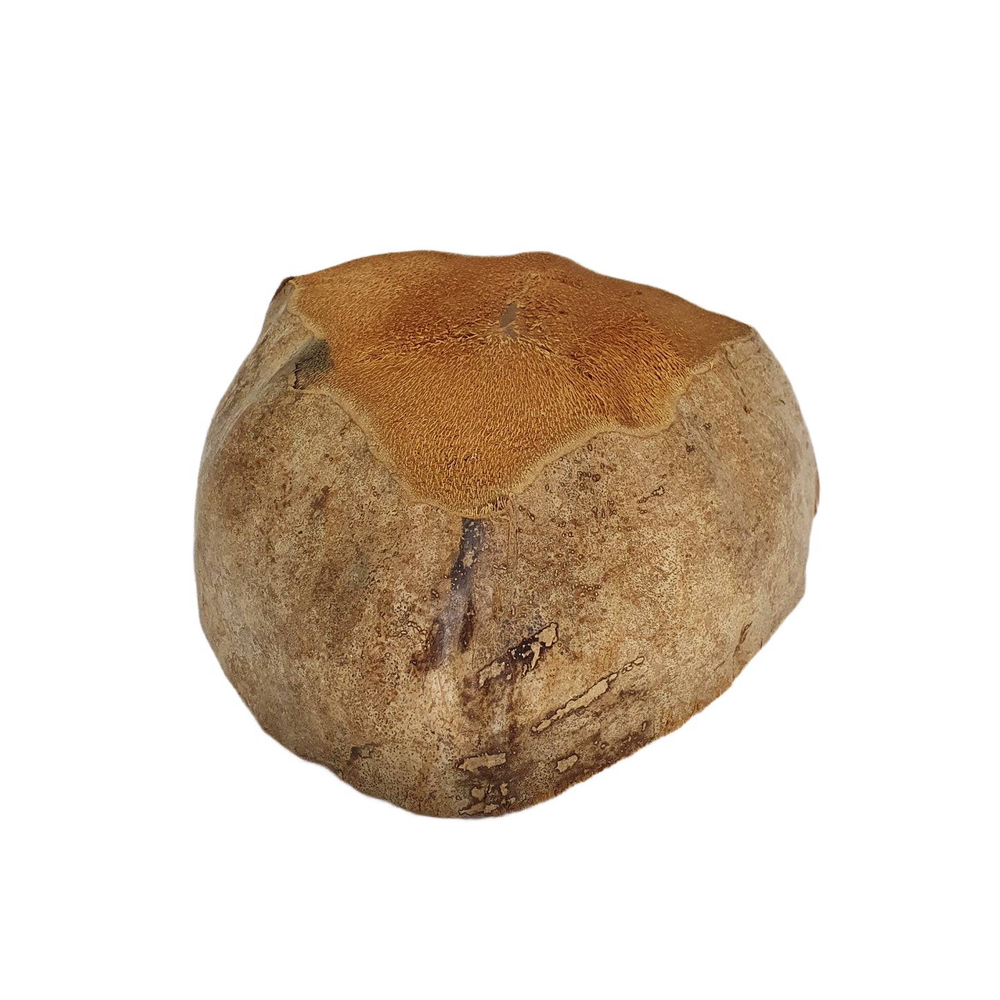 Bivenro Natural Coconut Planting Pot Design (Free Size)