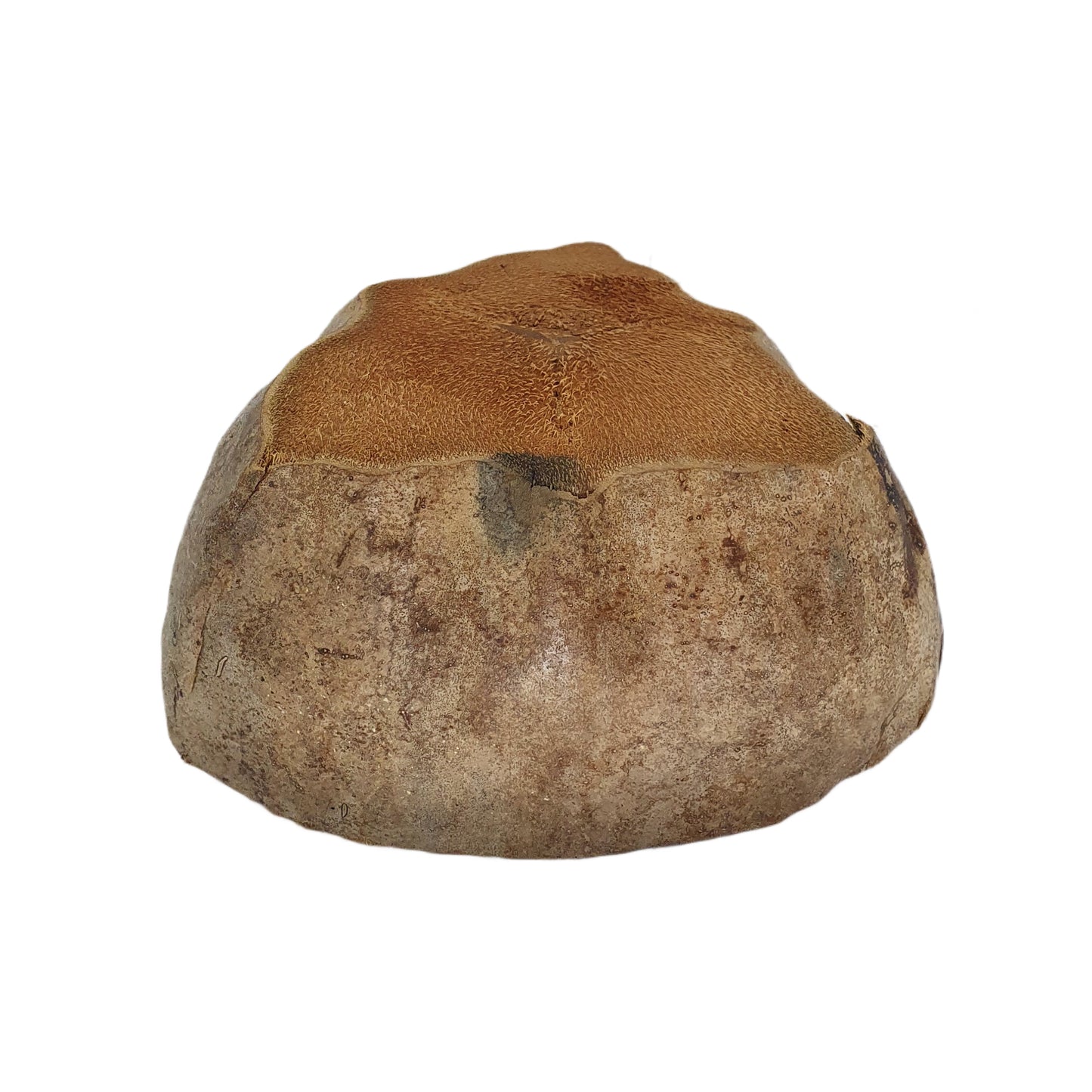 Bivenro Natural Coconut Planting Pot Design (Free Size)