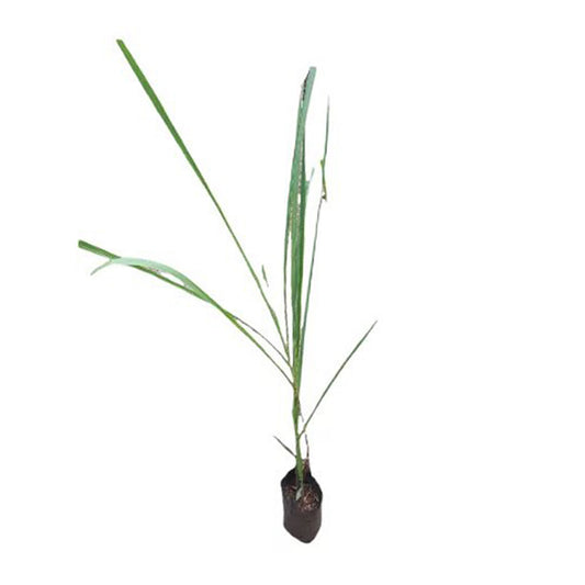 Lakpura Sugarcane Plant