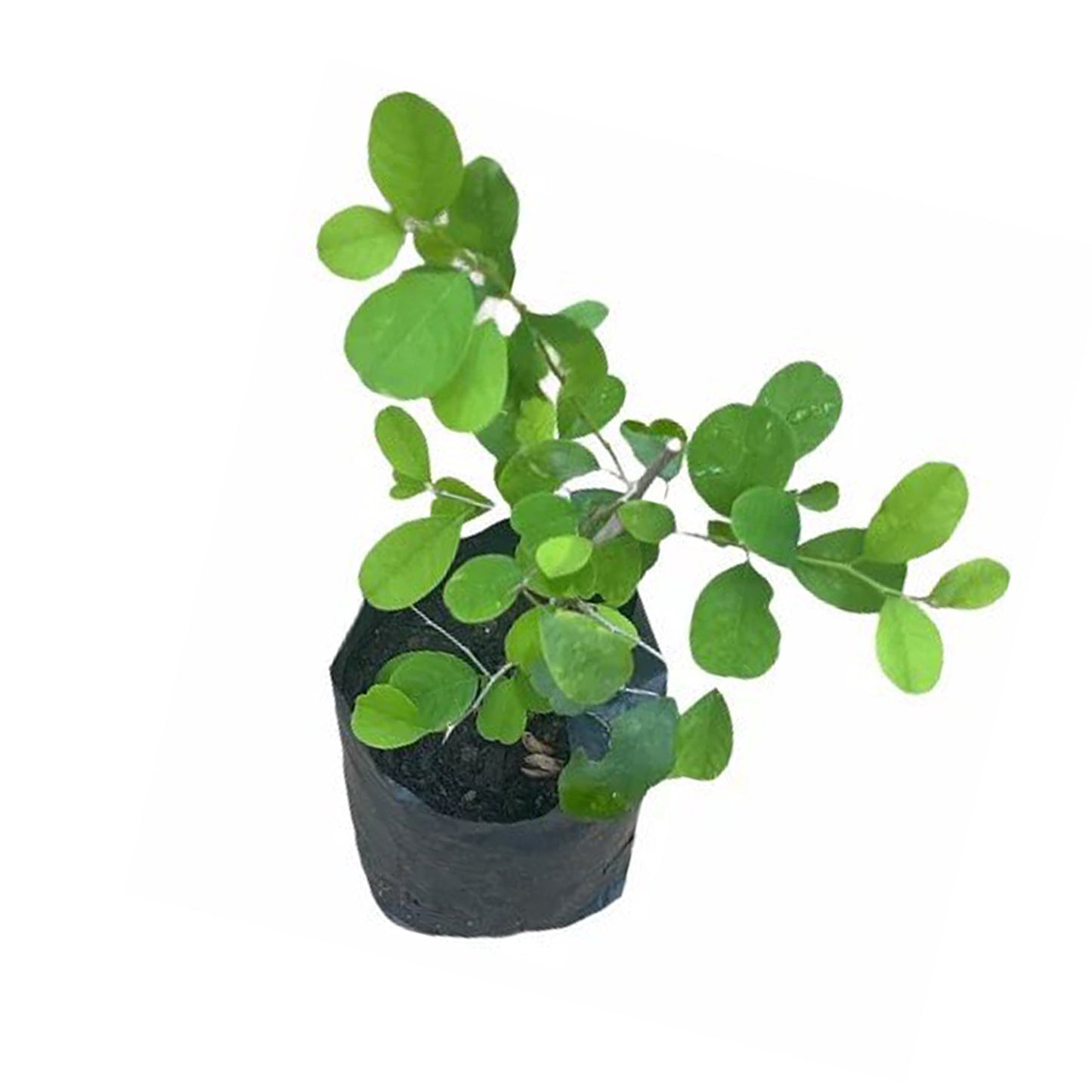 Lakpura Katupila Plant