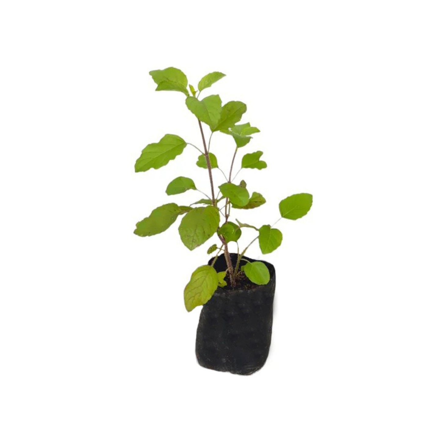 Lakpura® Thulasi Plant