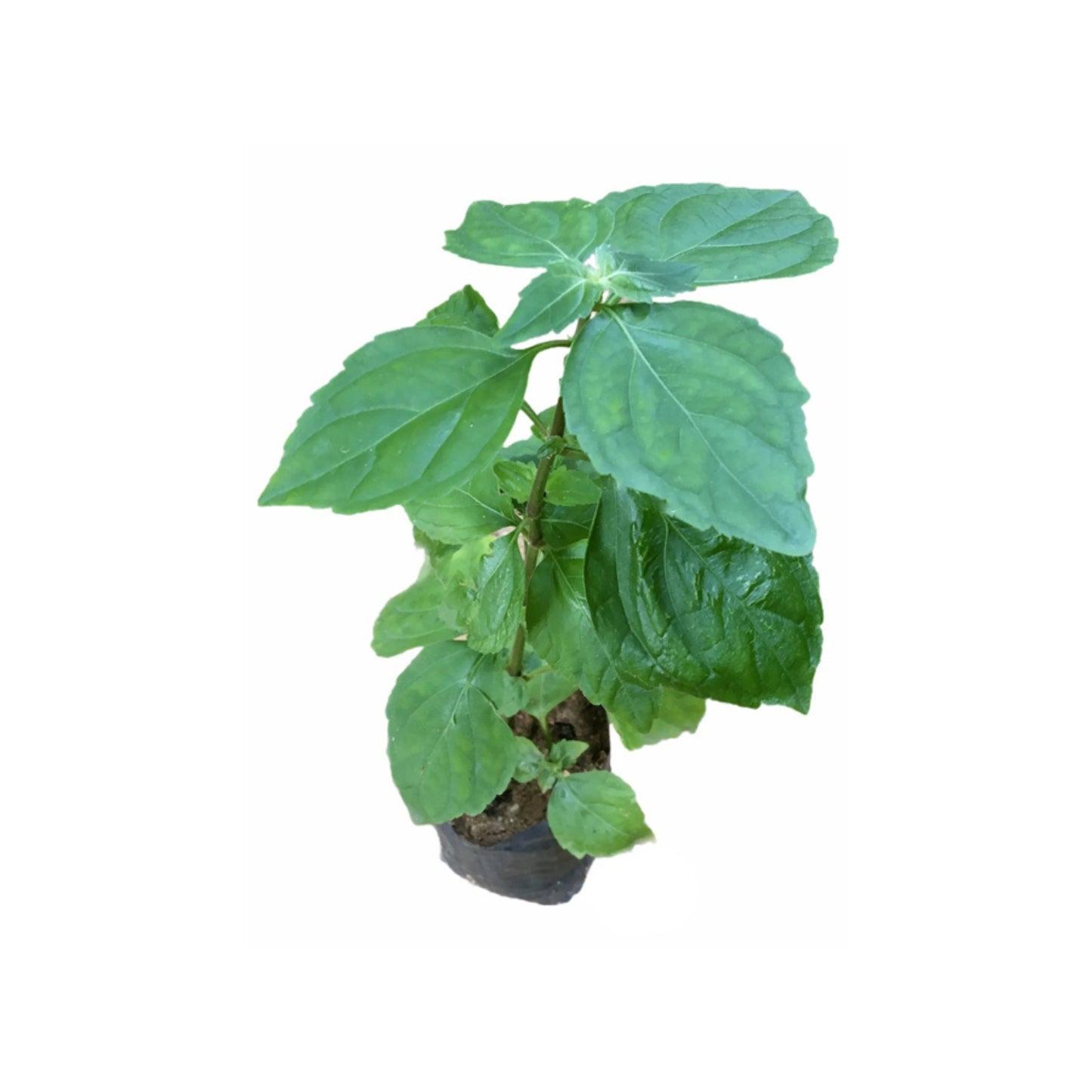 Lakpura® Kollan Plant