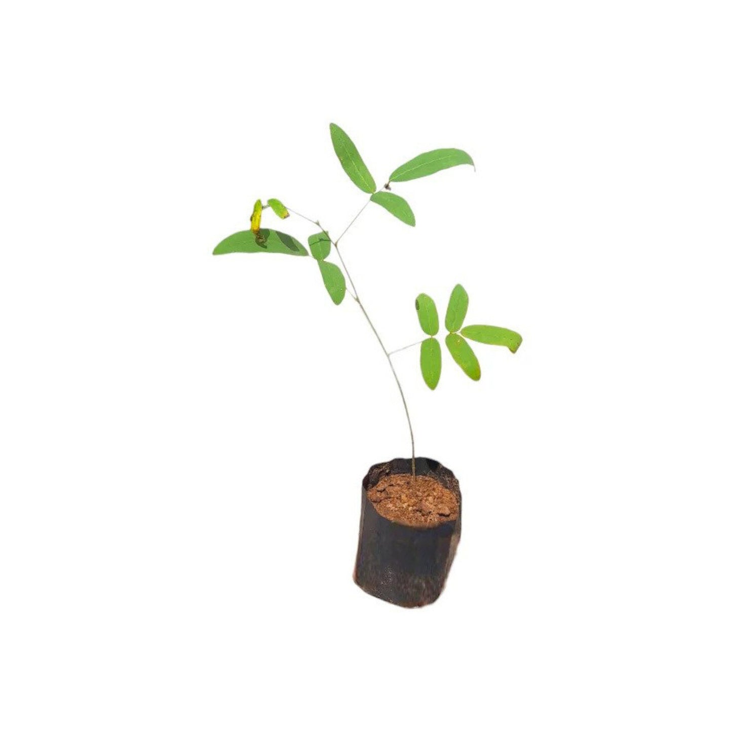Lakpura® Puswanna Plant