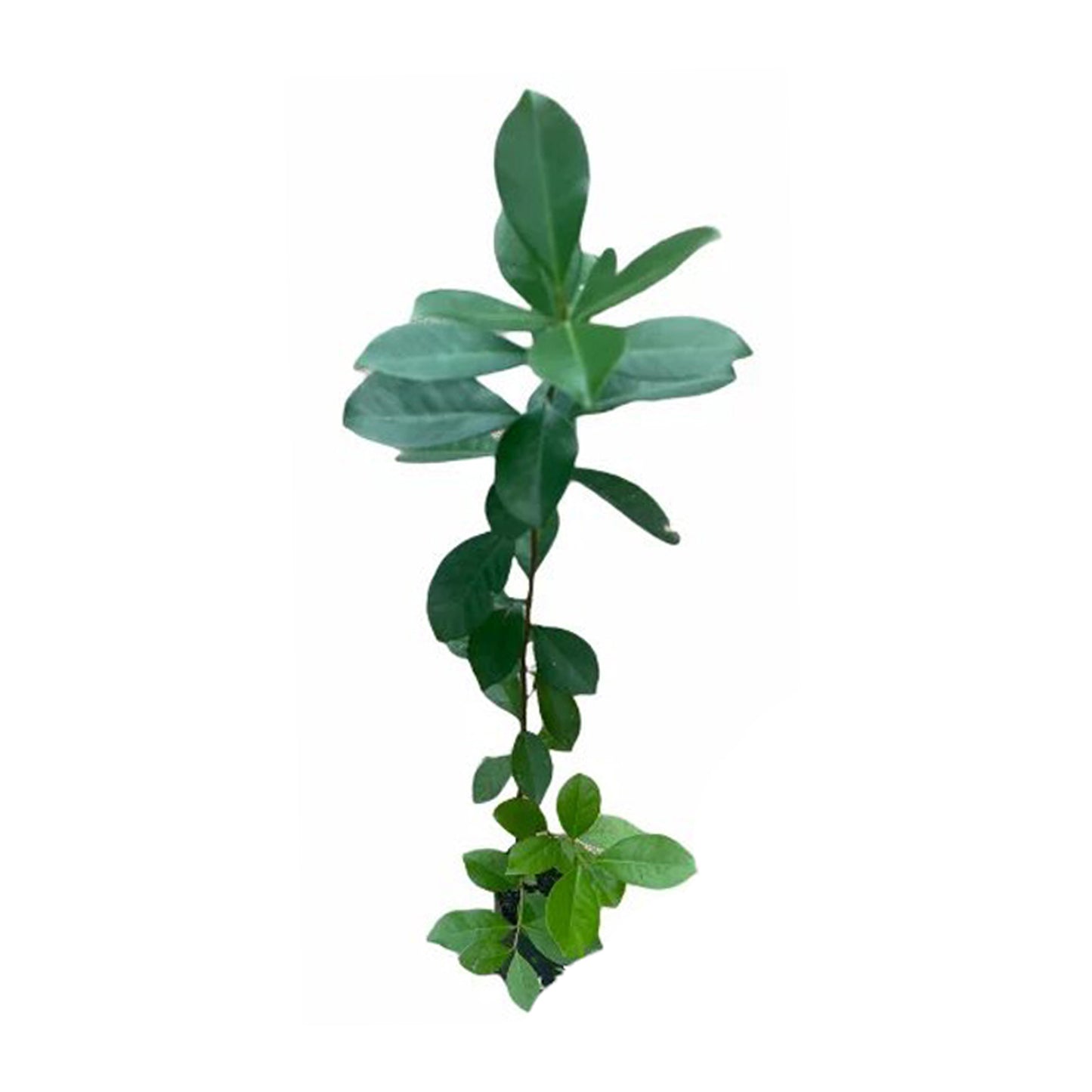 Lakpura Red Chinese Guava Plant