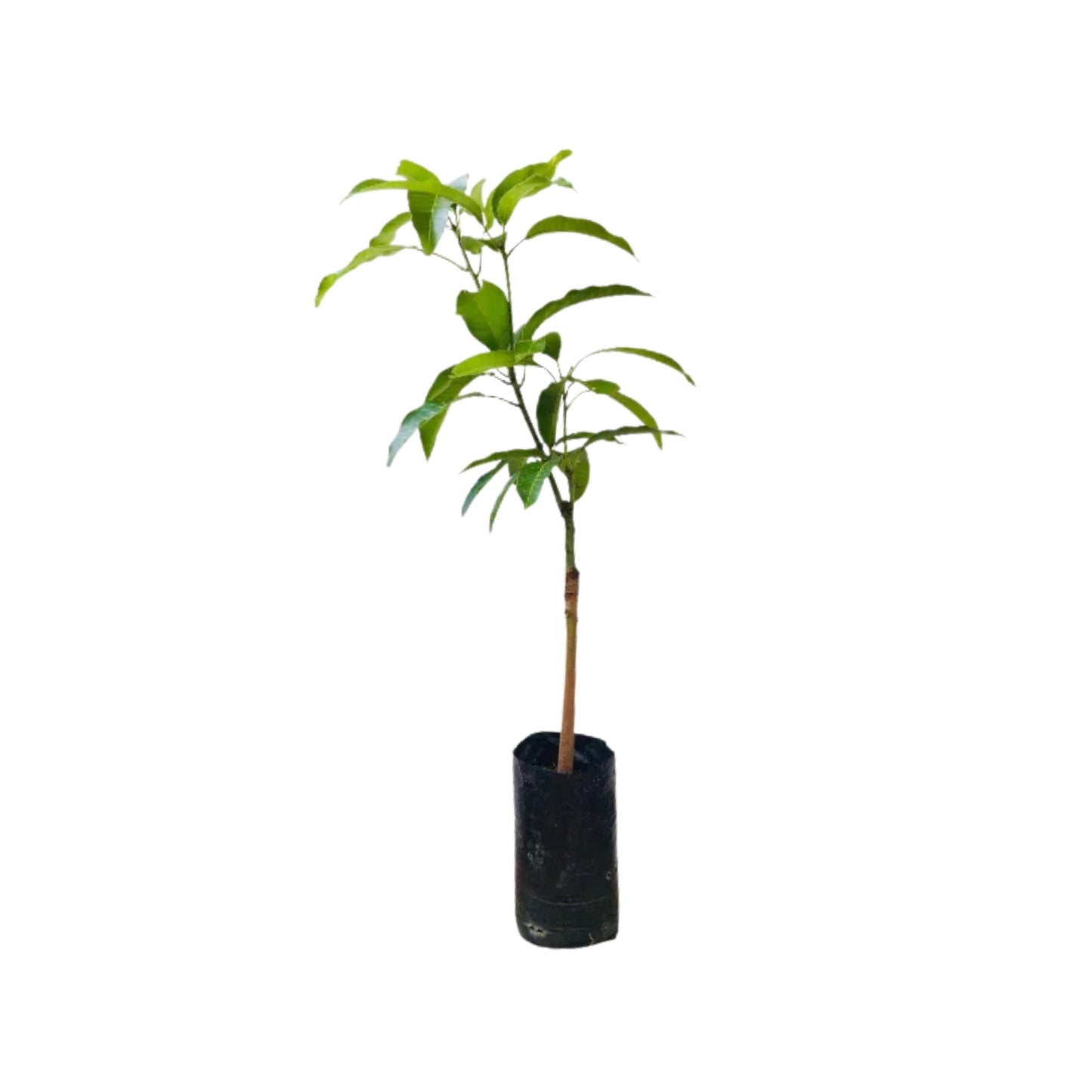 Lakpura® Karthakolomban Mango Plant
