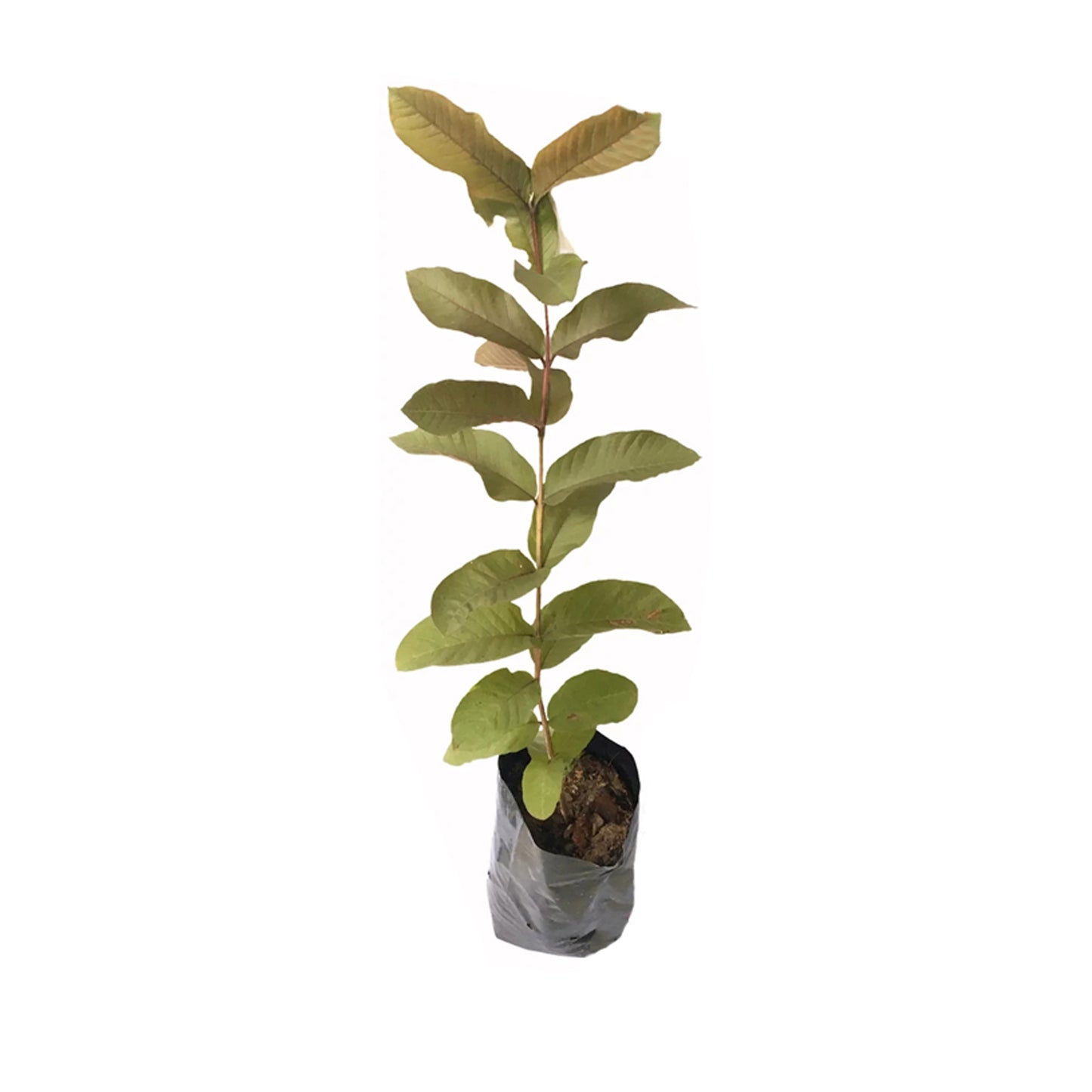 Lakpura Purple Guava Layered Plant