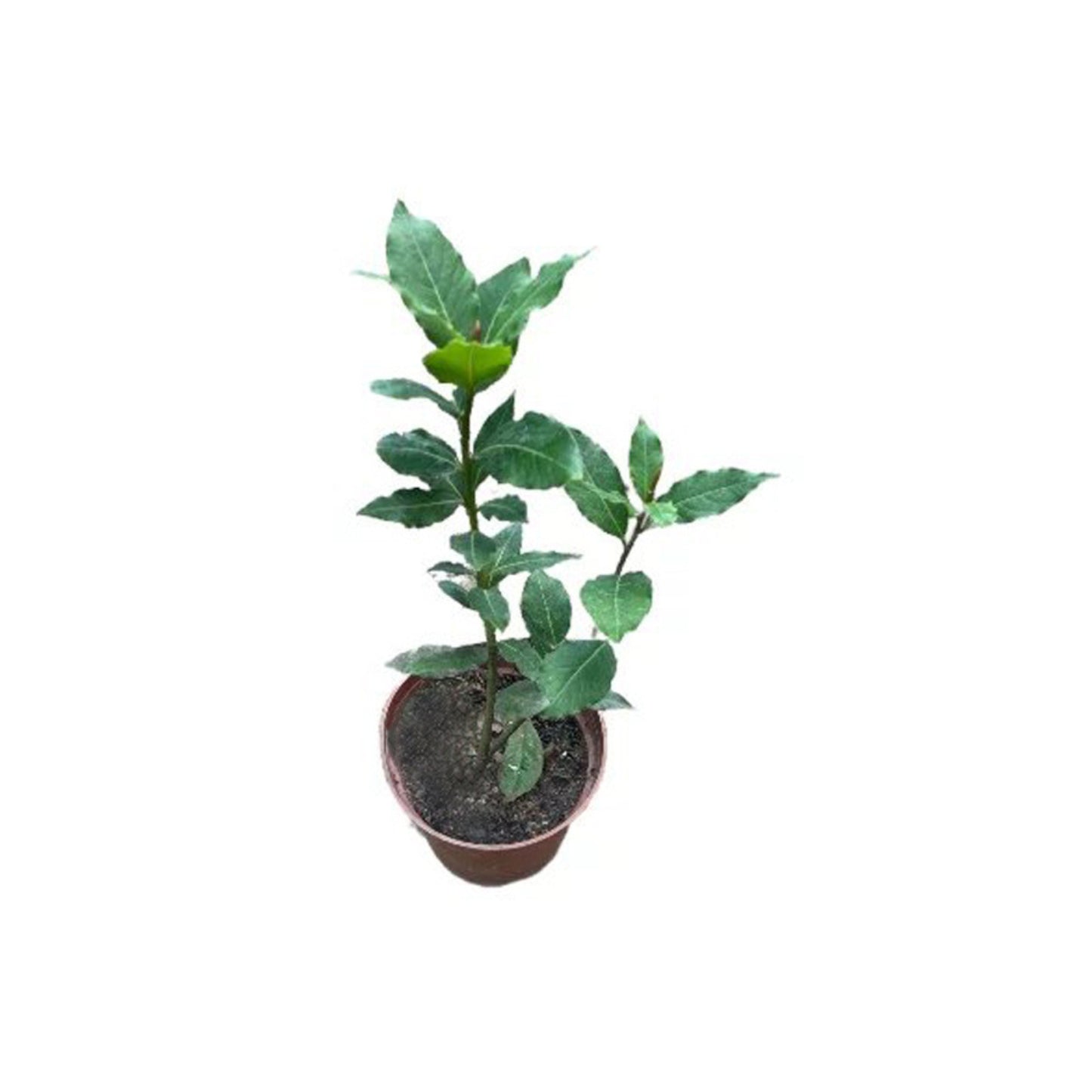 Lakpura® Bay Leaf Plant