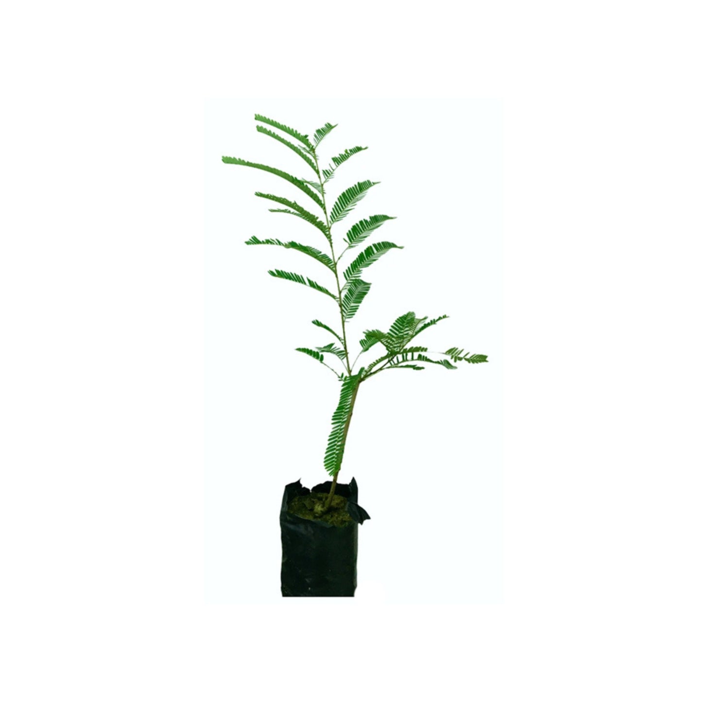Lakpura® Ceylon Gooseberry (Beheth Nelli) Grafted Plant