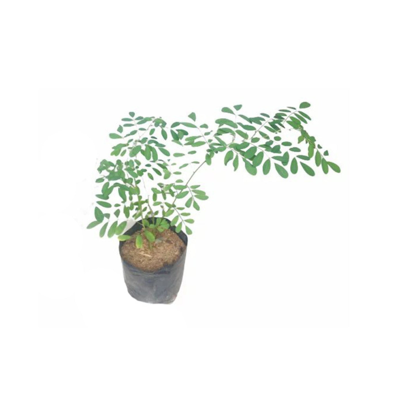 Lakpura® Nil Awariya Layered Plant