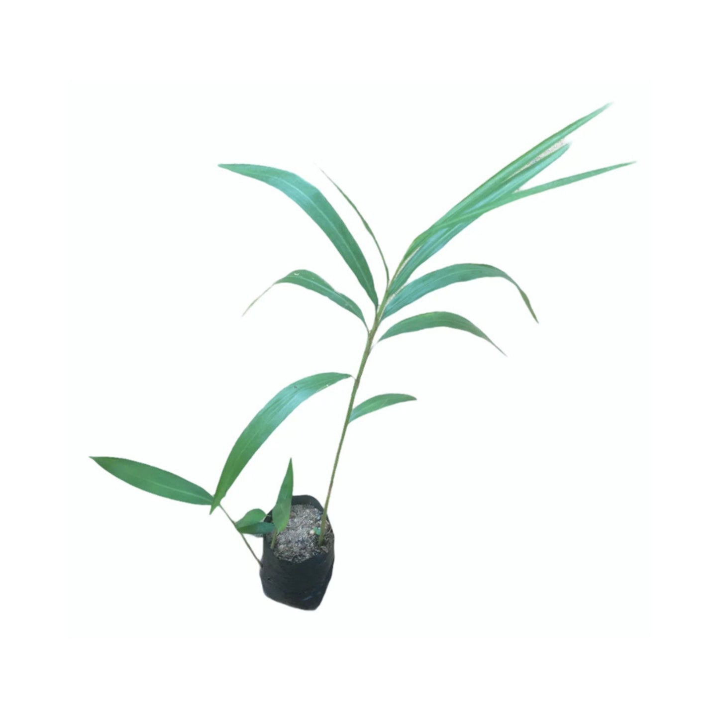 Lakpura® Heen Araththa Plant