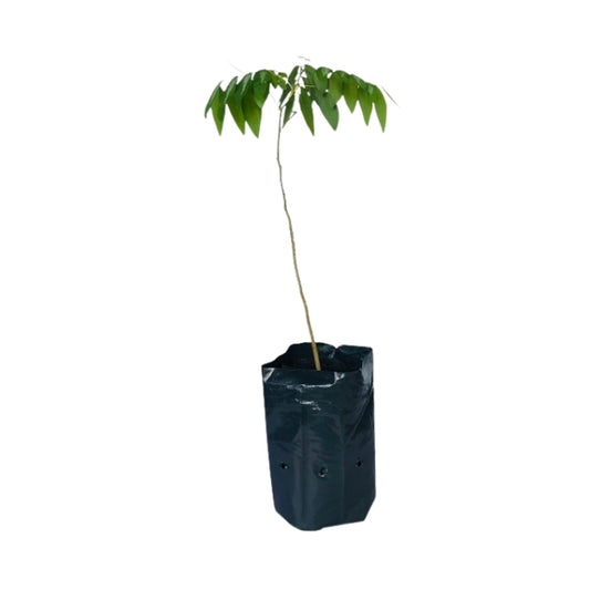 Lakpura Japan Batu Plant