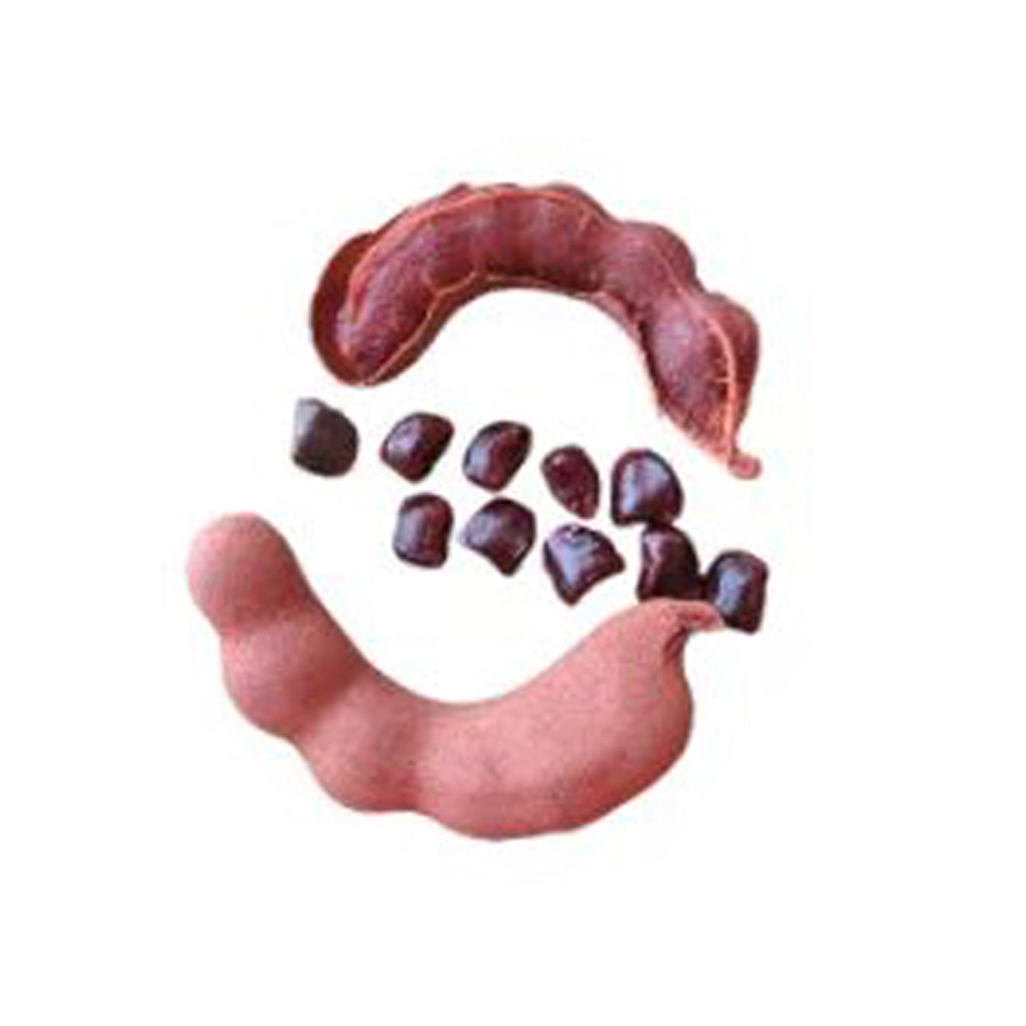 Lakpura Sweet Tamarind Grafted Plant