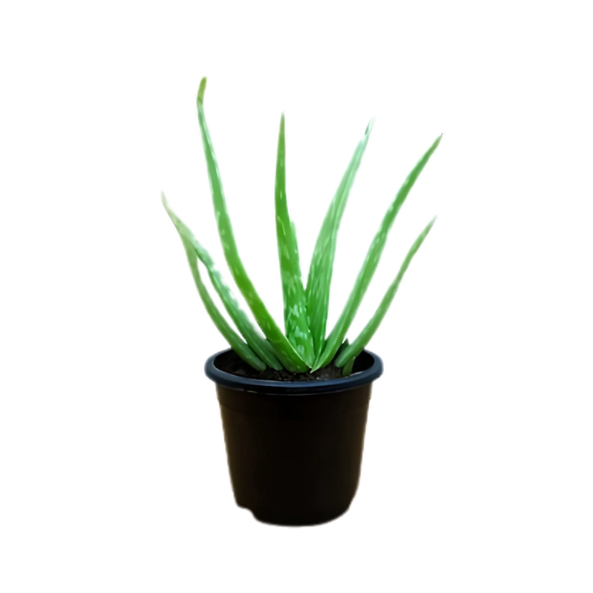 Lakpura Aloe vera (Komarika) Plant – Lakpura®