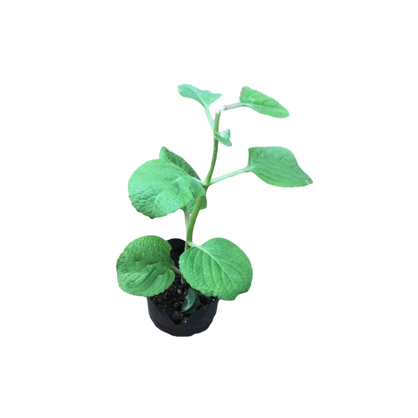 Lakpura® Iriweriya Plant