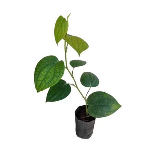 Lakpura® Vine Pepper (Wel Gammiris) Plants