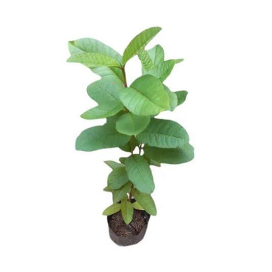 Lakpura White Apple Guava Fruit Plant