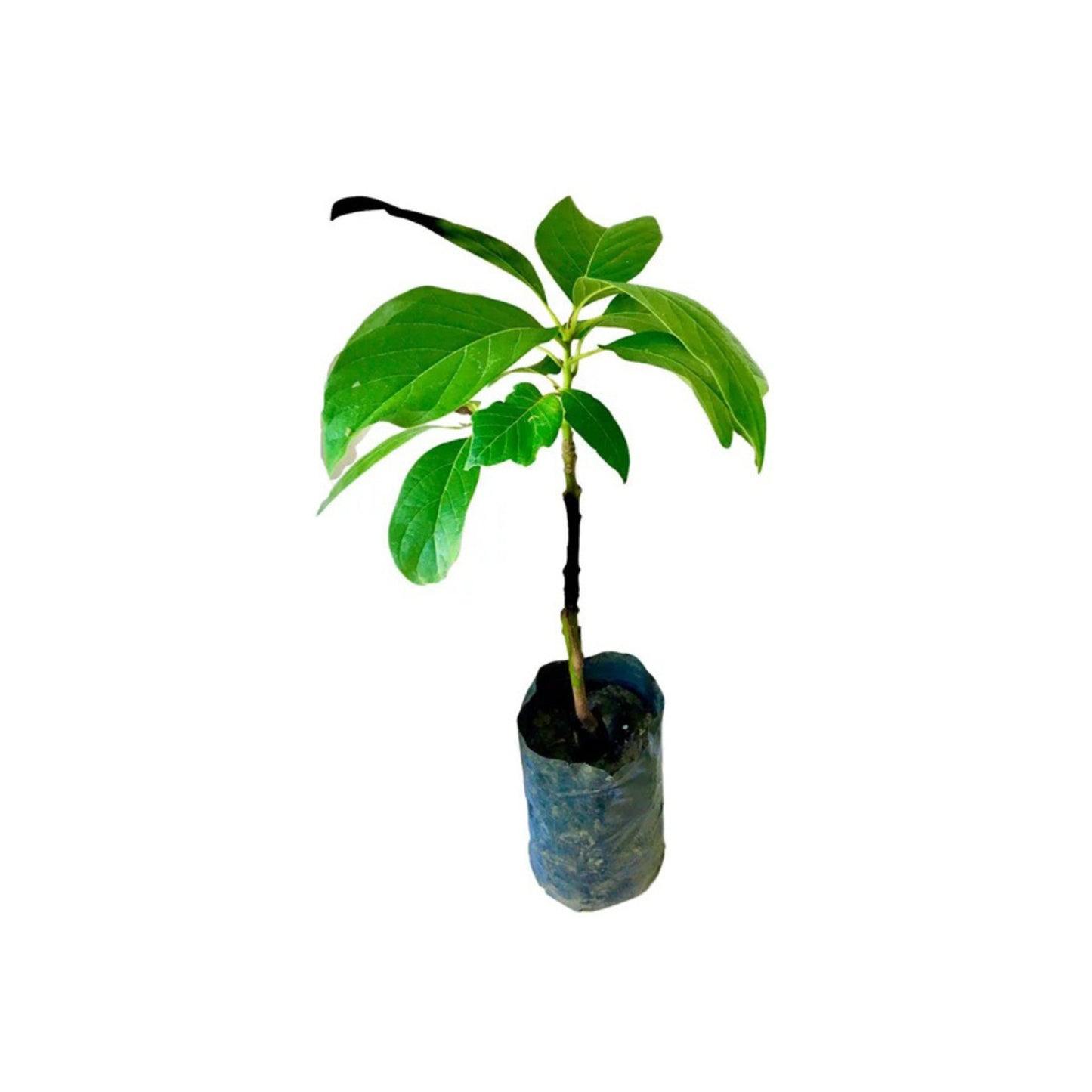 Lakpura® Avocado Grafted Plant