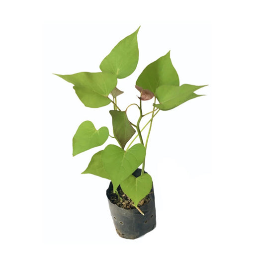 Lakpura Orange Sweet Potato Plant