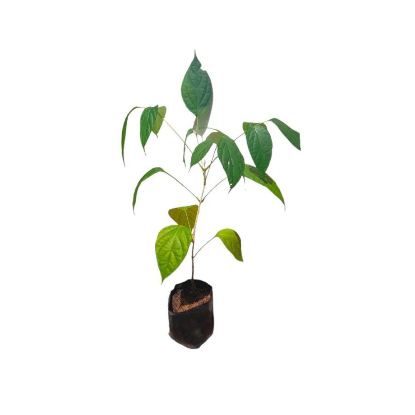 Lakpura® Thotilla Plant
