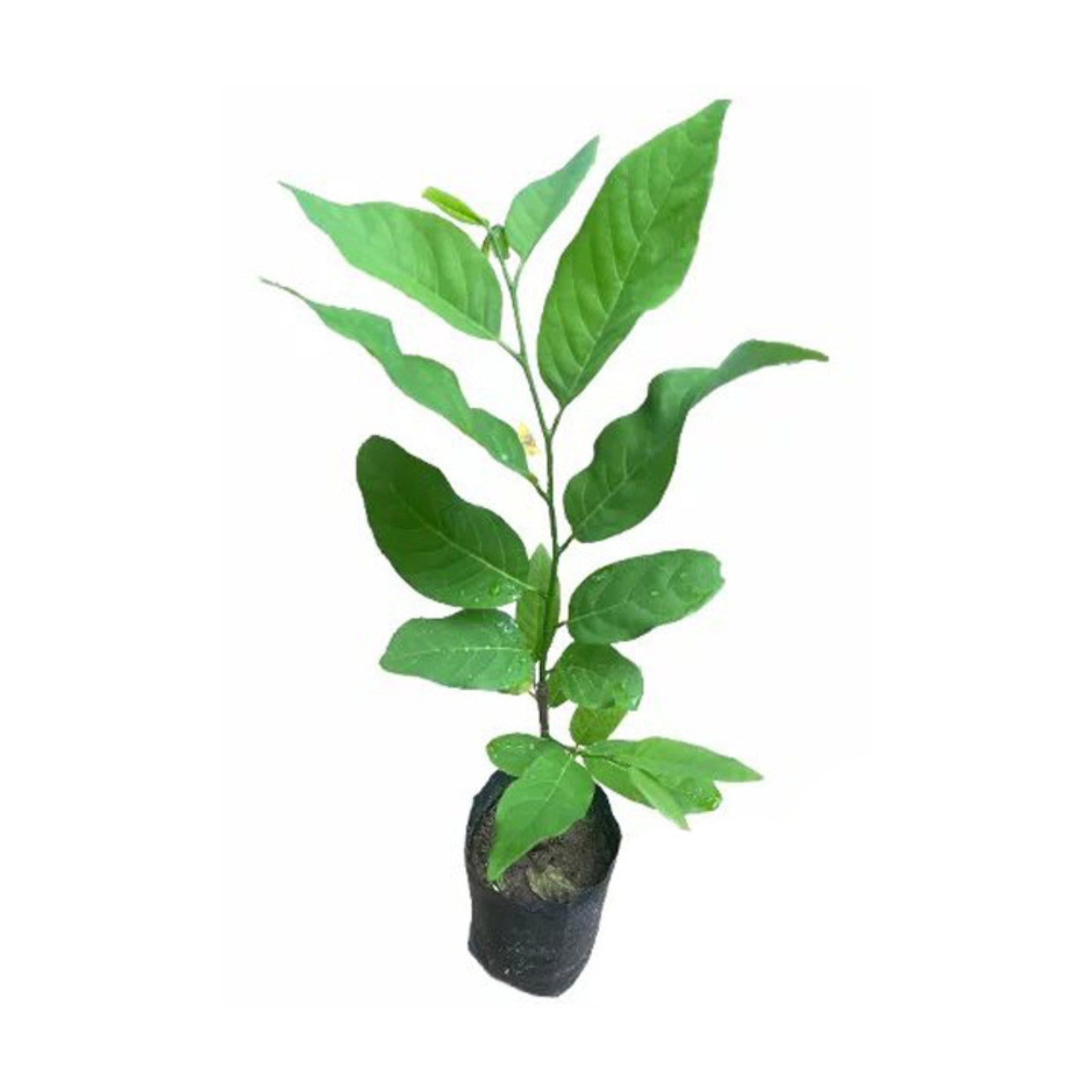 Lakpura® Custard Apple (Seeni Anodha) Grafted Plant