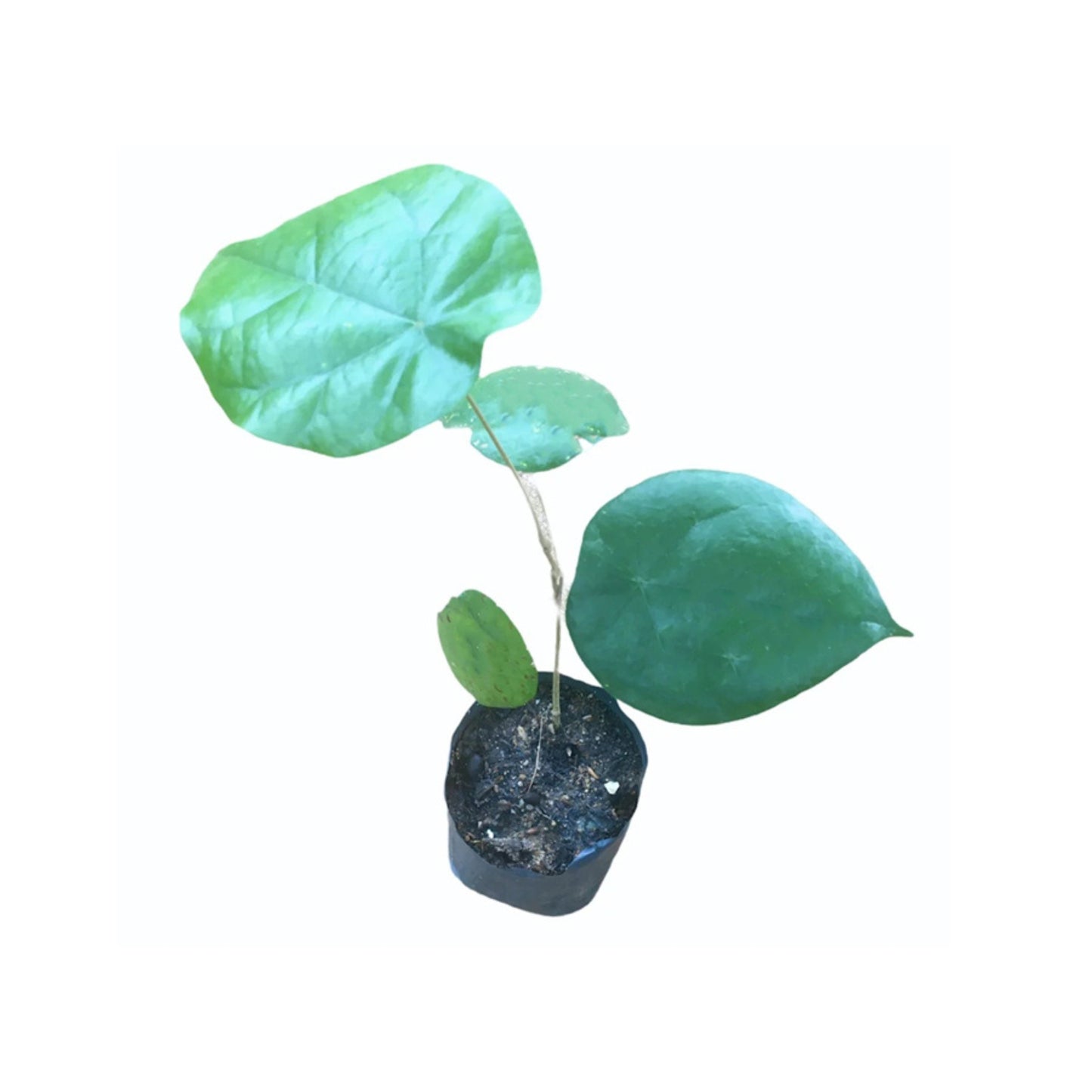 Lakpura® Weni-Wel Plant