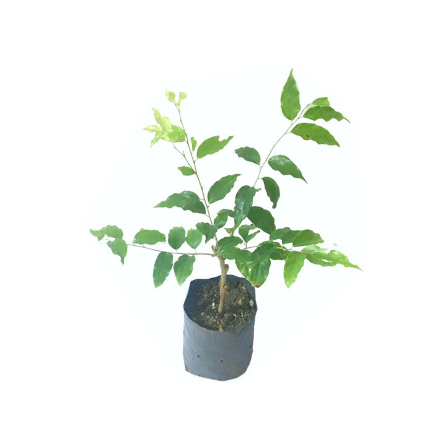 Lakpura® Ceylon Ugurassa (Governors Plum) Grafted Plant