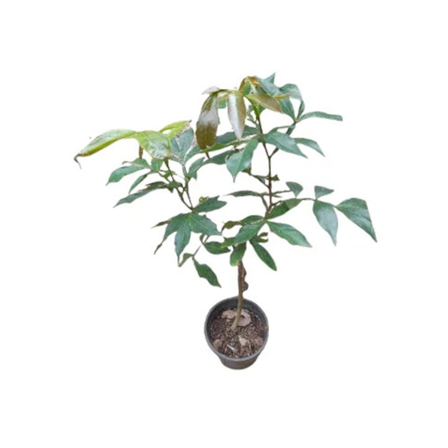 Lakpura® Ice Cream Bean Plant