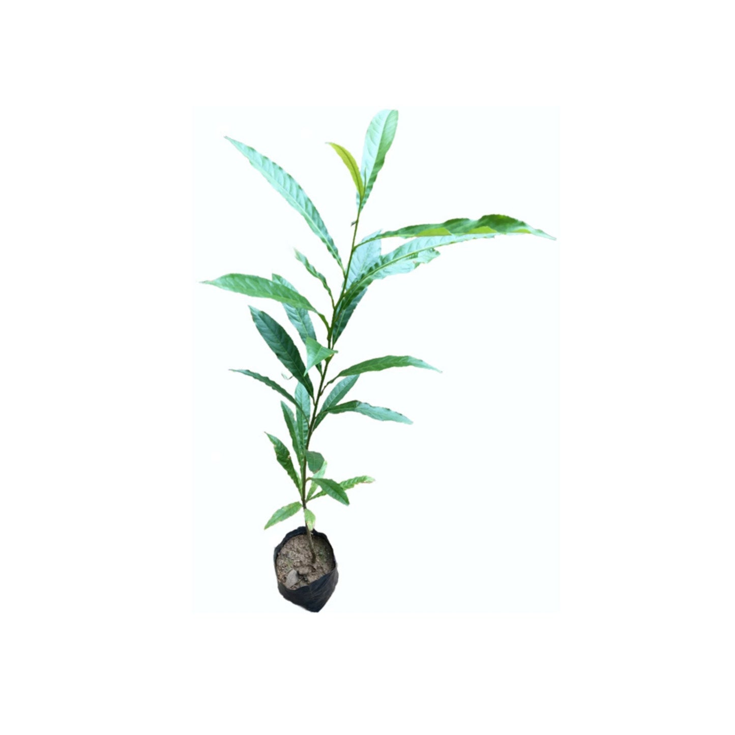 Lakpura® Blue Olives (Nil Weralu) Plant