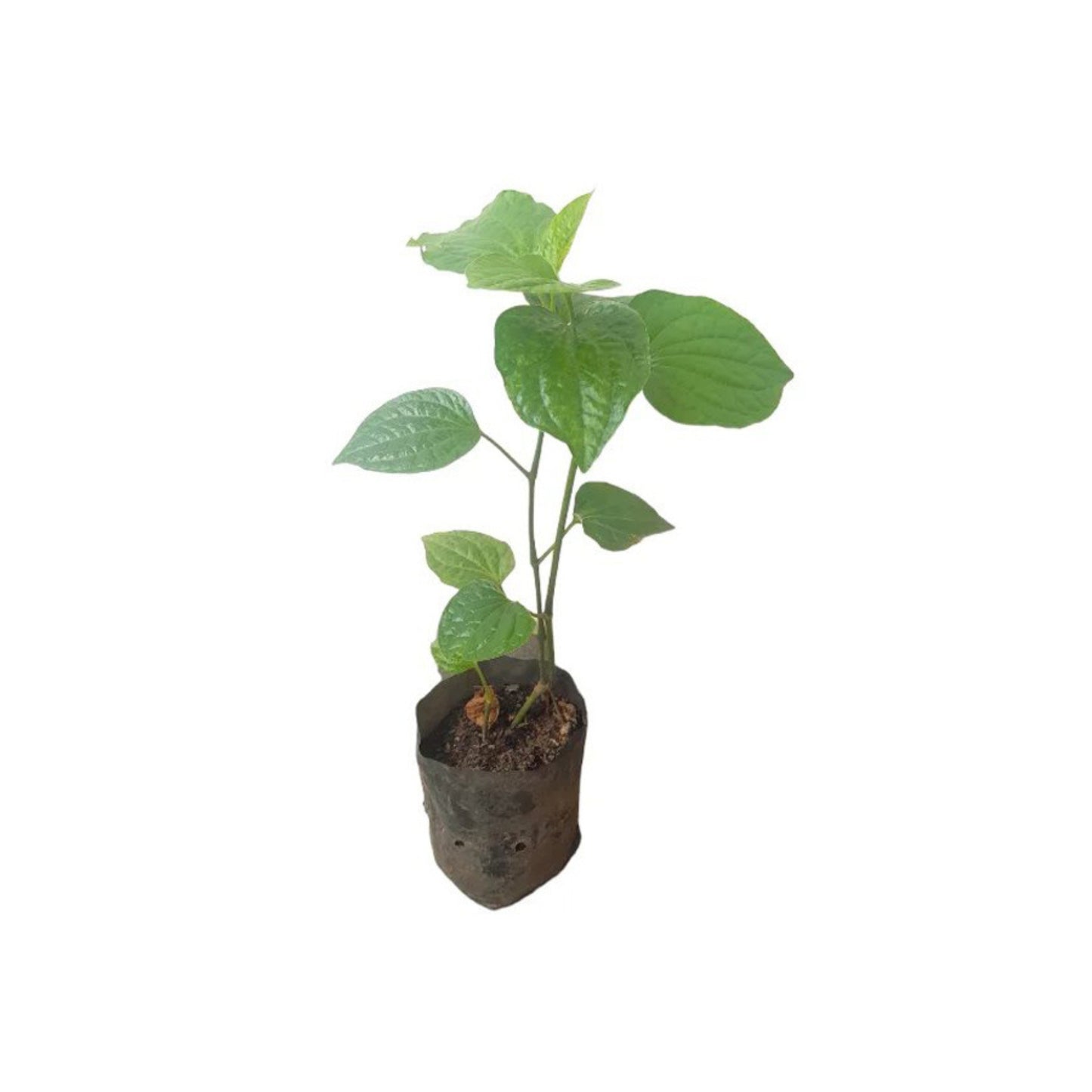 Lakpura® Thippili Layered Plants