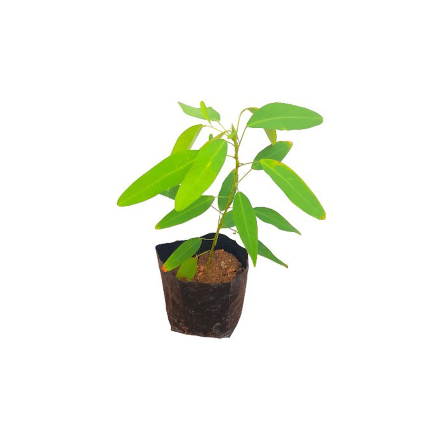 Lakpura® Dancing Plant (Pranajeewa)